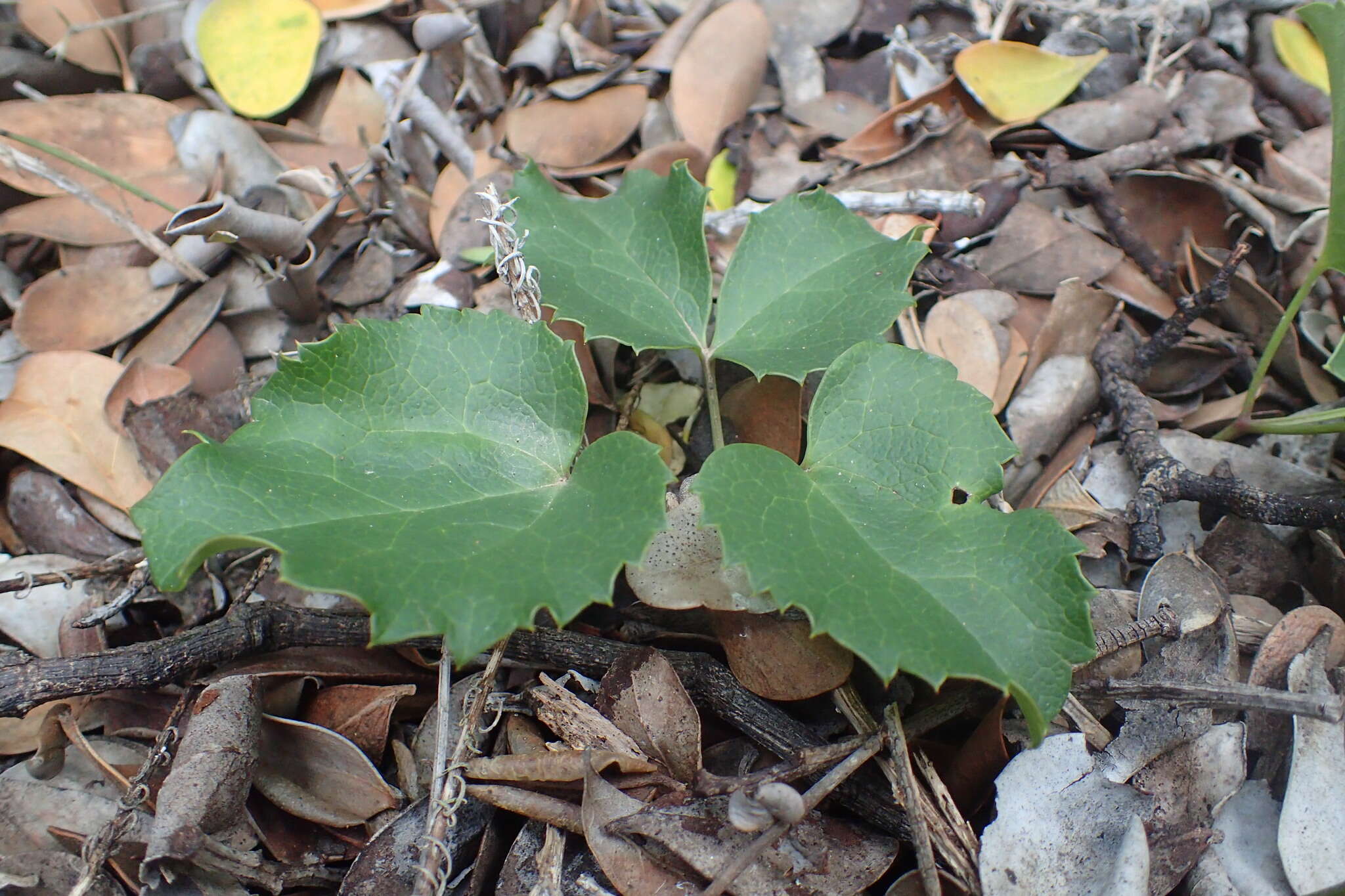 Image of Knowltonia vesicatoria (L. fil.) Sims