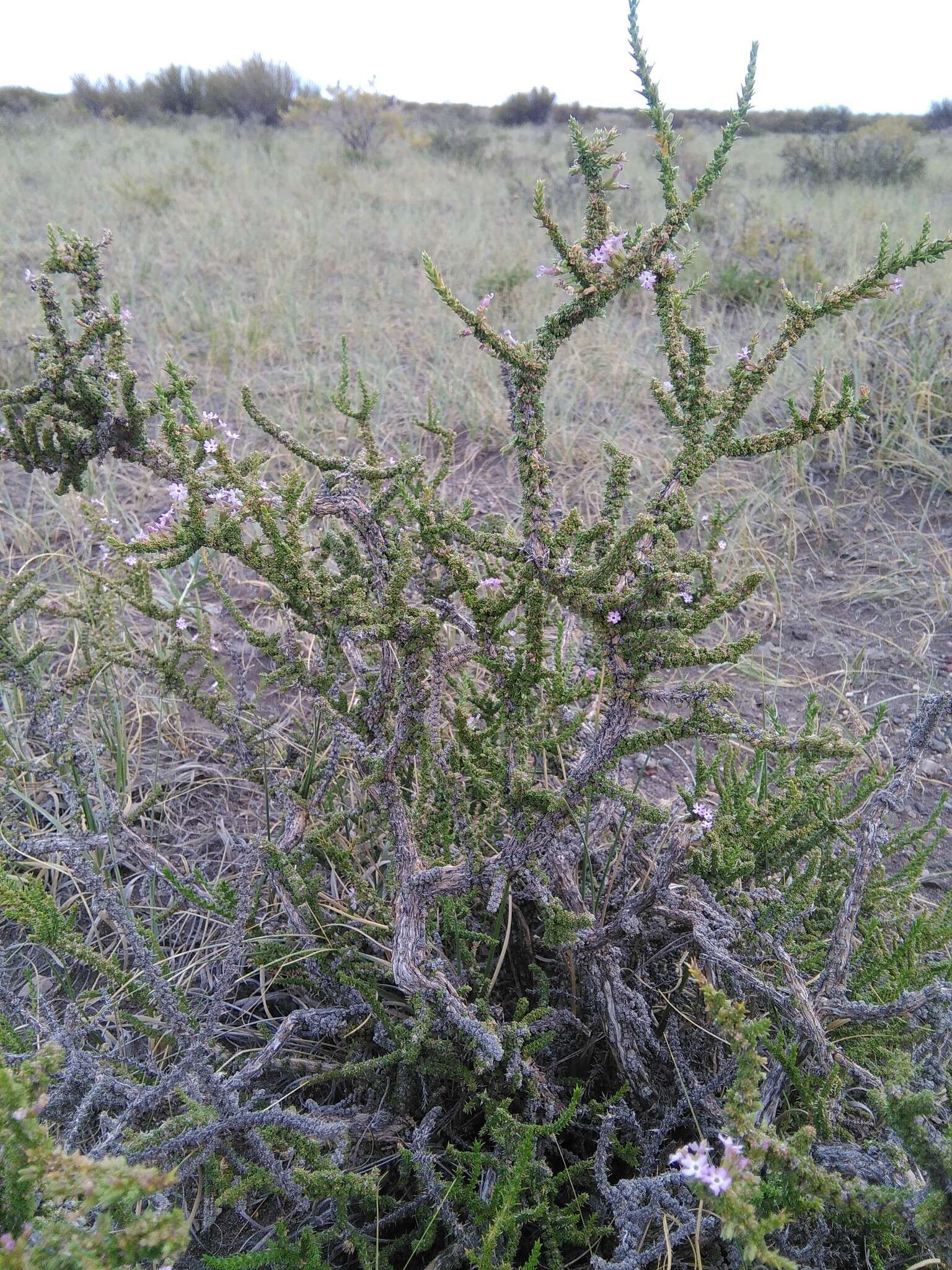 صورة Junellia seriphioides (Gillies & Hook.) Moldenke