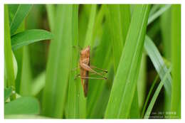 صورة Conocephalus (Anisoptera) maculatus (Le Guillou 1841)