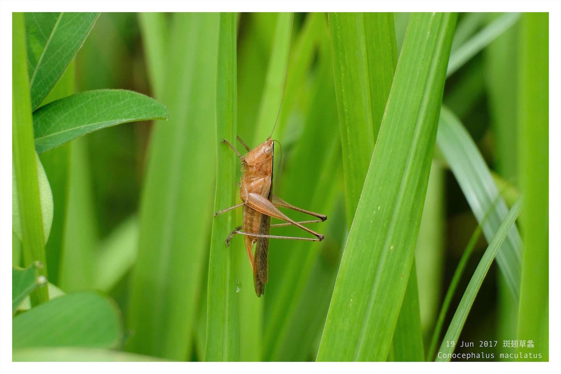 صورة Conocephalus (Anisoptera) maculatus (Le Guillou 1841)