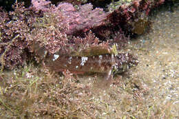 Image of Blackthroat Triplefin