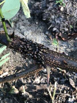 Image of Black Locust Treehopper