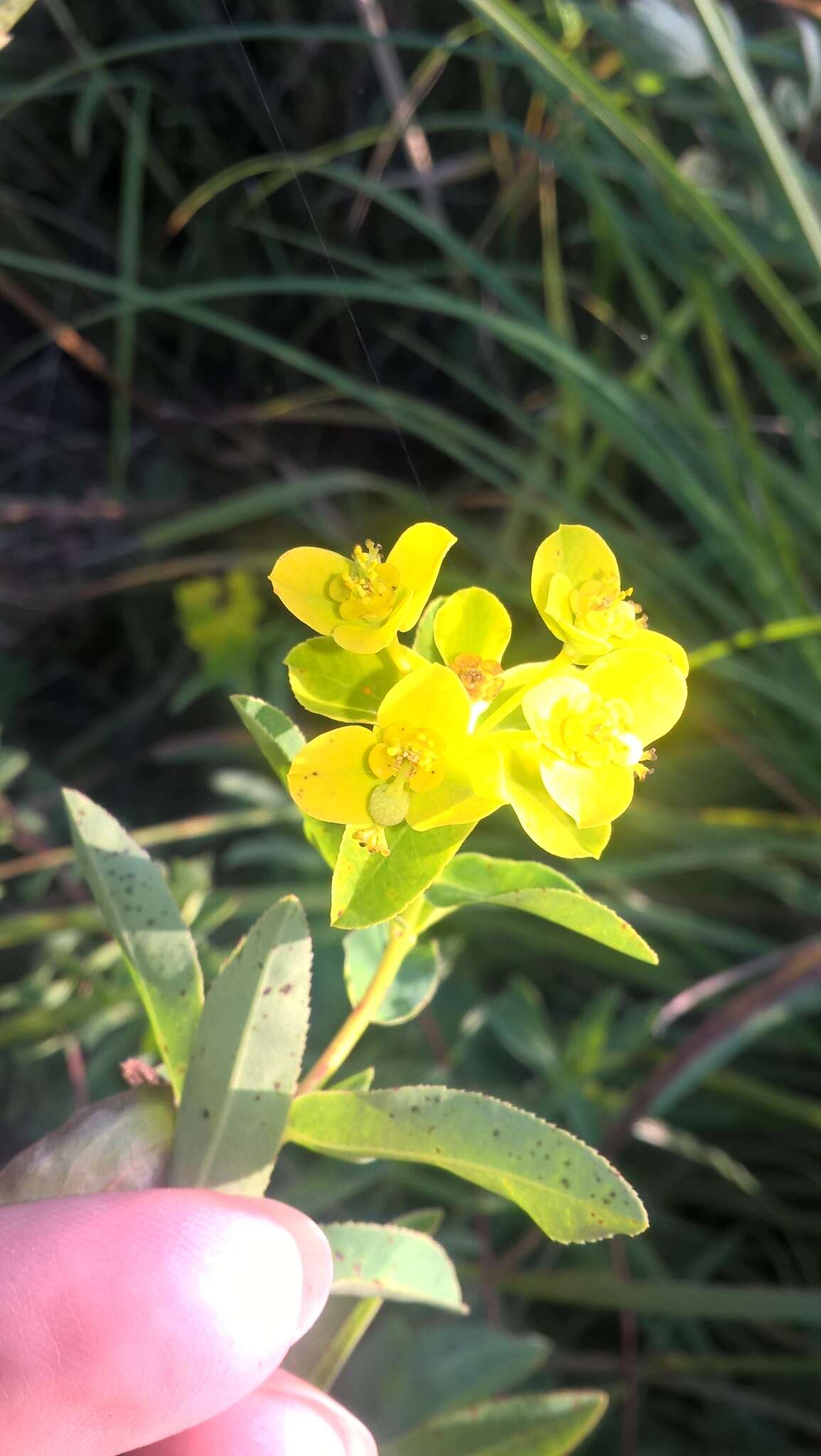 Image of Marsh Spurge