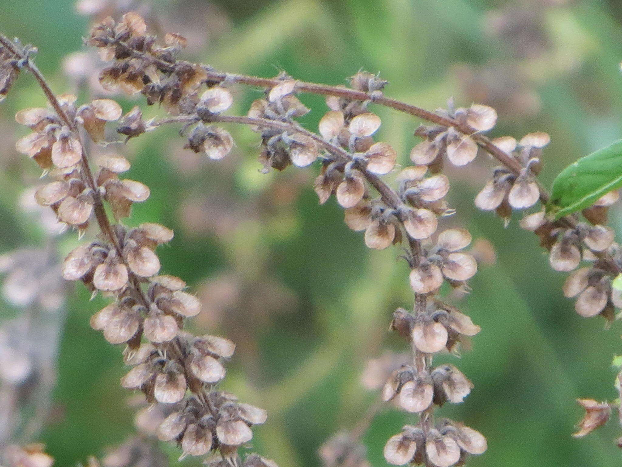 Imagem de Ocimum americanum var. americanum