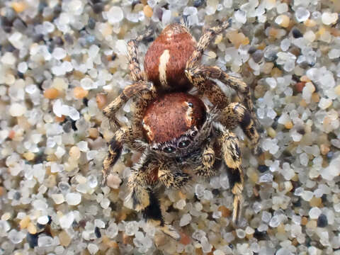 Image of Habronattus peckhami (Banks 1921)