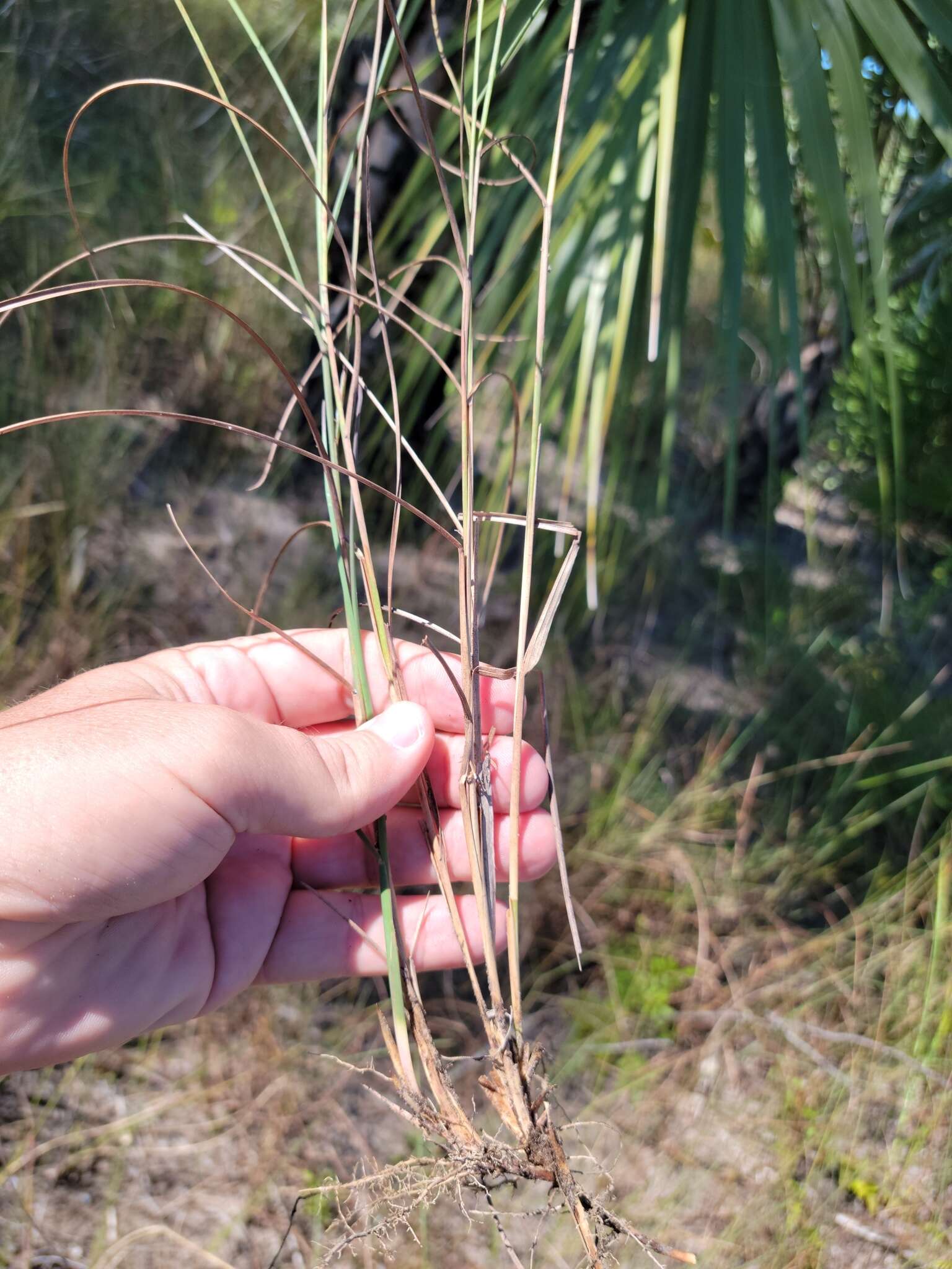 Image de Schizachyrium rhizomatum (Swallen) Gould