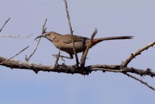 Toxostoma crissale Henry 1858的圖片