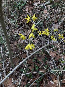 Forsythia suspensa (Thunb.) Vahl resmi