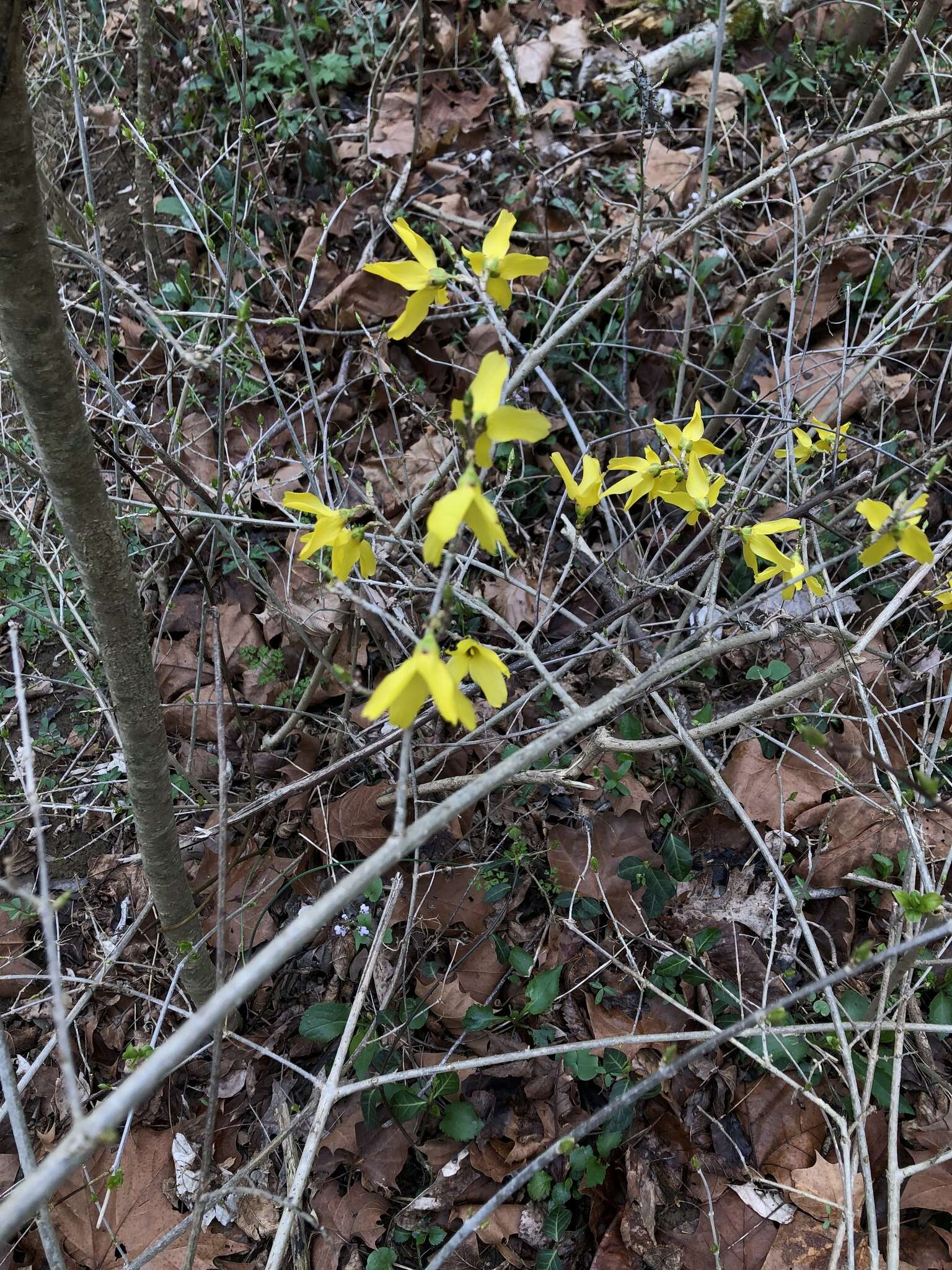 Image of weeping forsythia