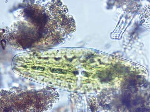 Image of Netrium (Naegeli) Itzigsohn & Rothe 1856