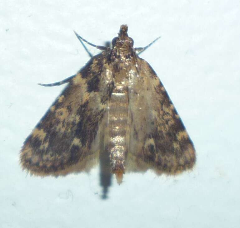 Image of Meal Moth