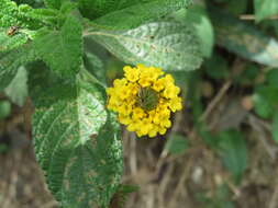 Image of Lantana scabiosiflora Kunth