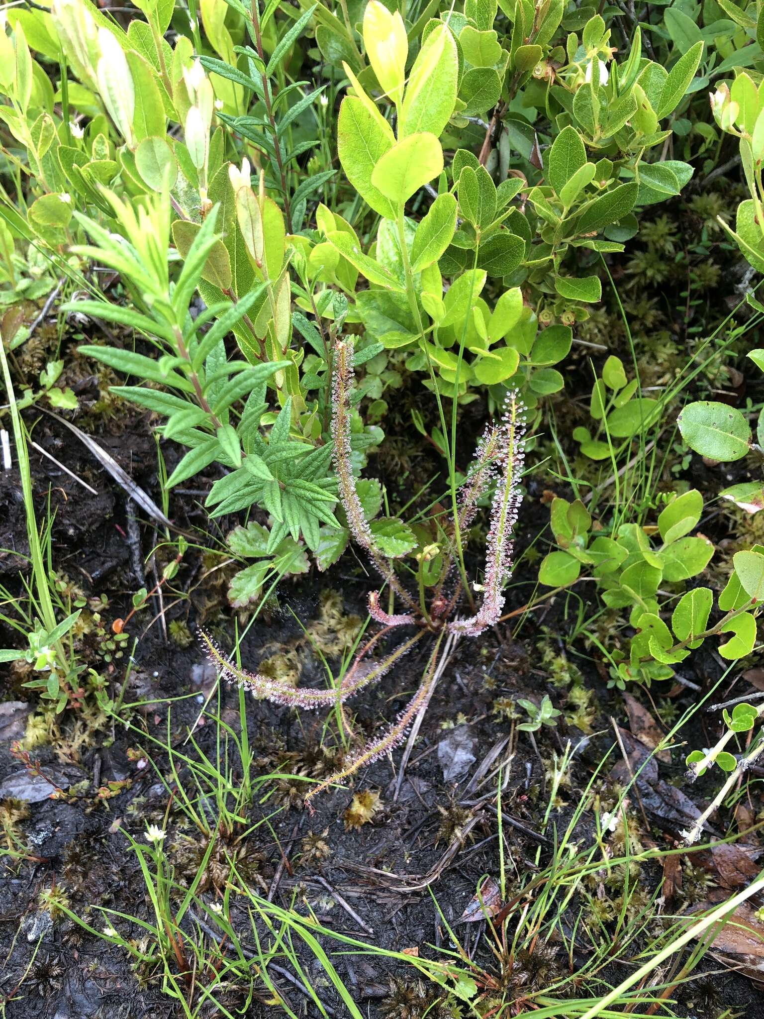 Image de Drosera filiformis var. filiformis