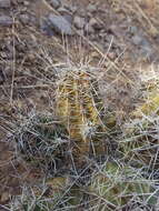 Image of Kuenzler hedgehog cactus