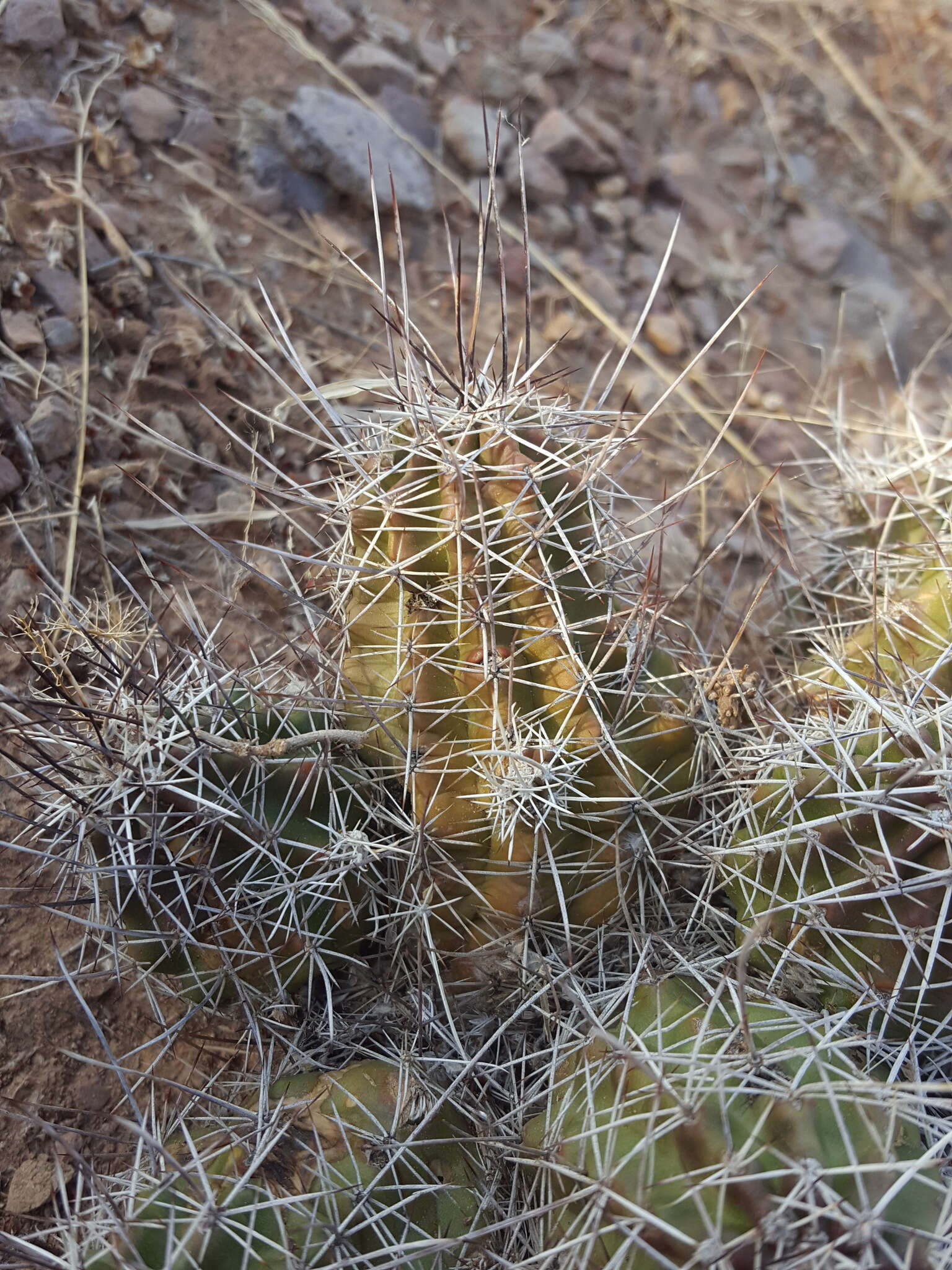 Image of Kuenzler hedgehog cactus