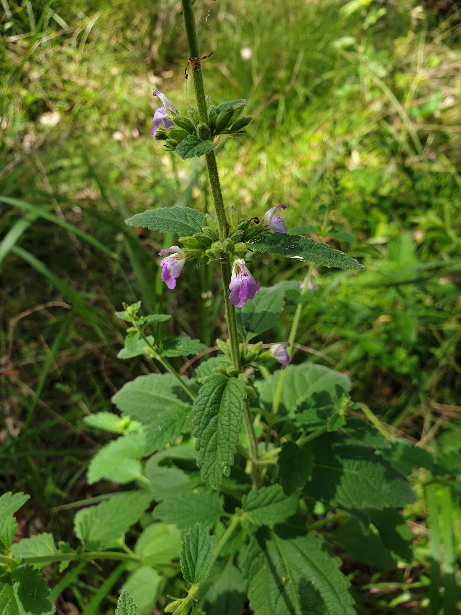 Anisomeles moschata R. Br.的圖片