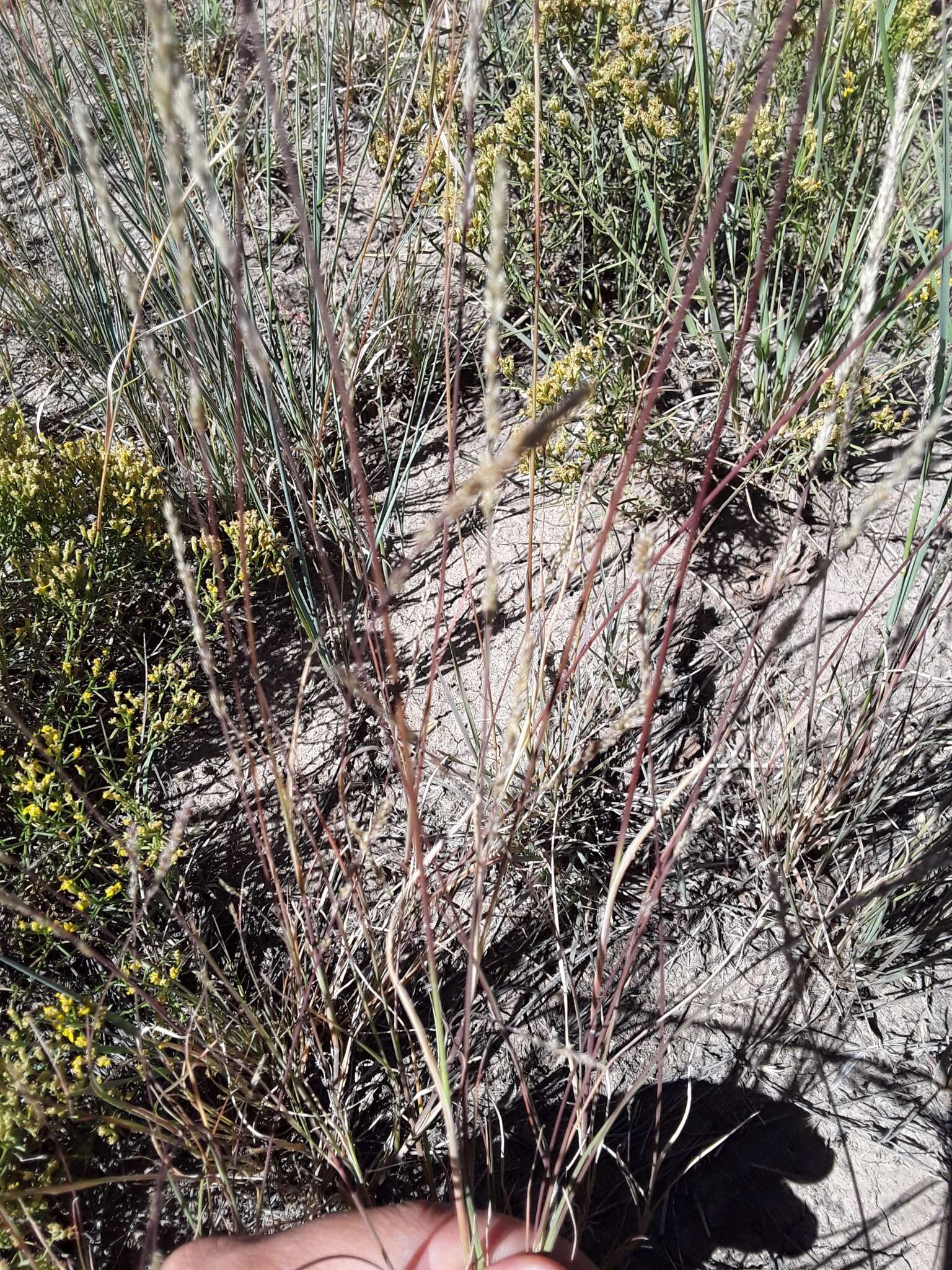 Plancia ëd Muhlenbergia wrightii Vasey ex J. M. Coult.