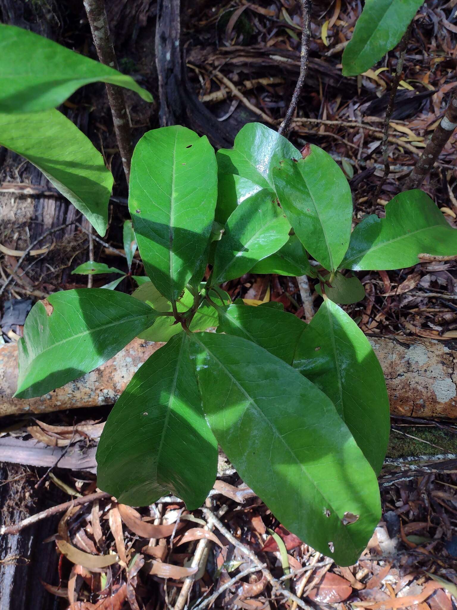 Image of Lanai colicwood