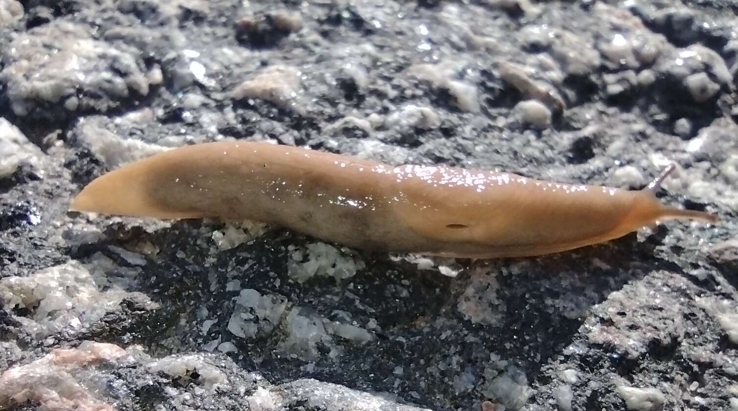 Image of field slug