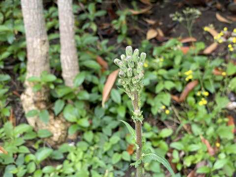 Image of Lactuca formosana Maxim.