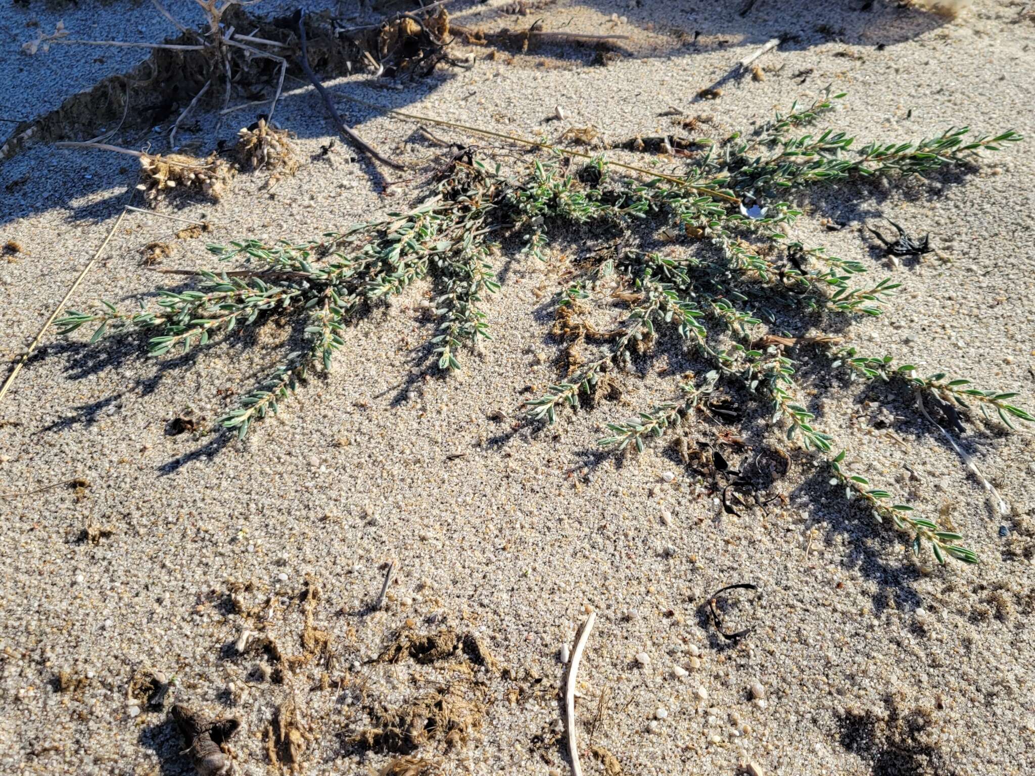 Image of seaside knotweed