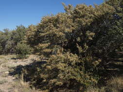 Plancia ëd Cercocarpus ledifolius var. intercedens C. K. Schneid.