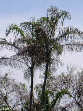 Image of Dypsis madagascariensis (Becc.) Beentje & J. Dransf.