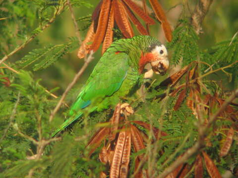 Image of Amazona leucocephala bahamensis (Bryant & H 1867)