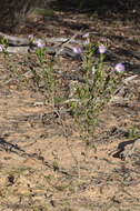 Image de Olearia rudis (Benth.) F. Müll.