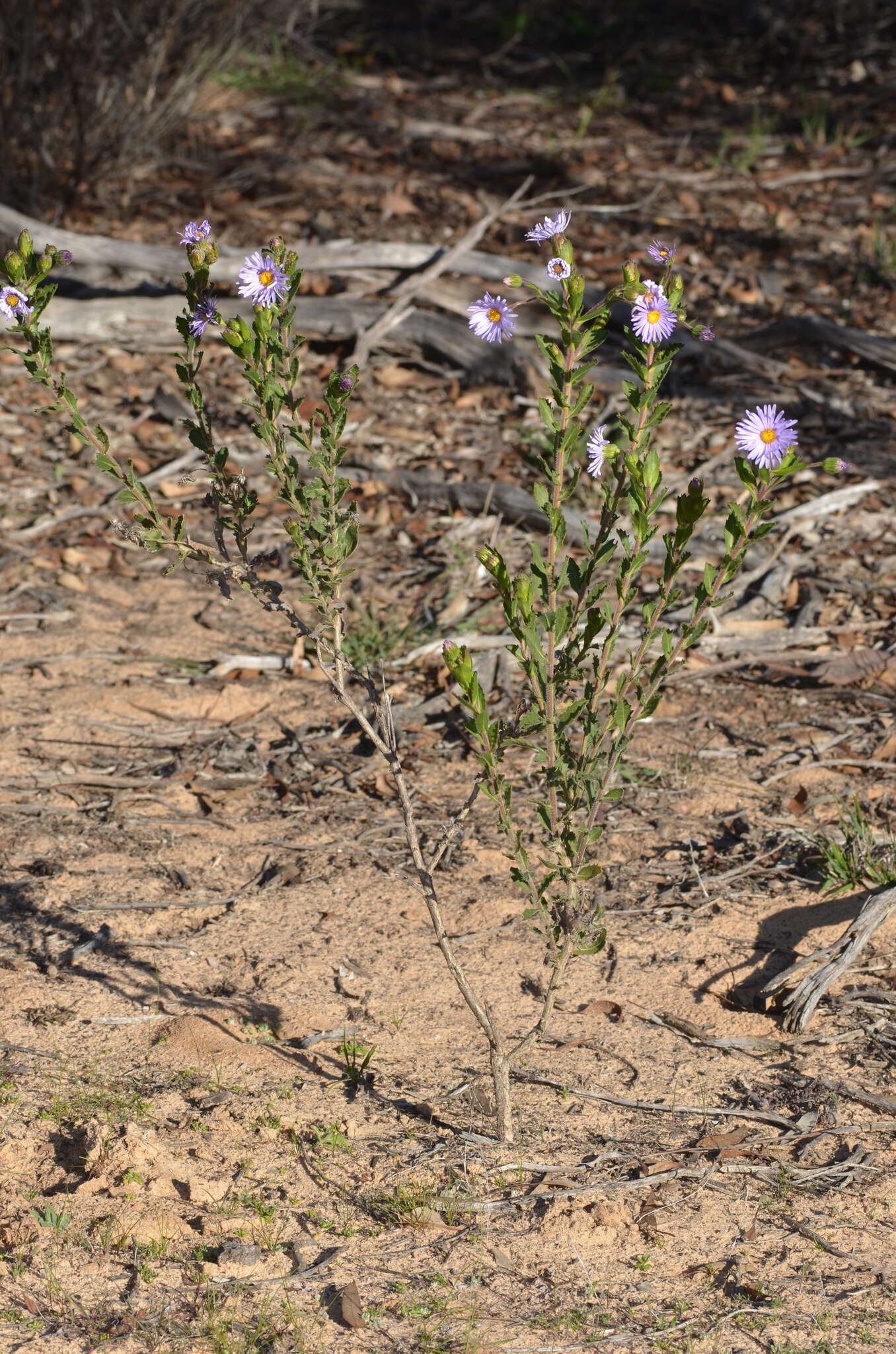 Image de Olearia rudis (Benth.) F. Müll.