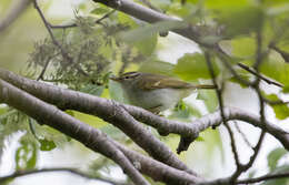 Image of Sakhalin Leaf Warbler