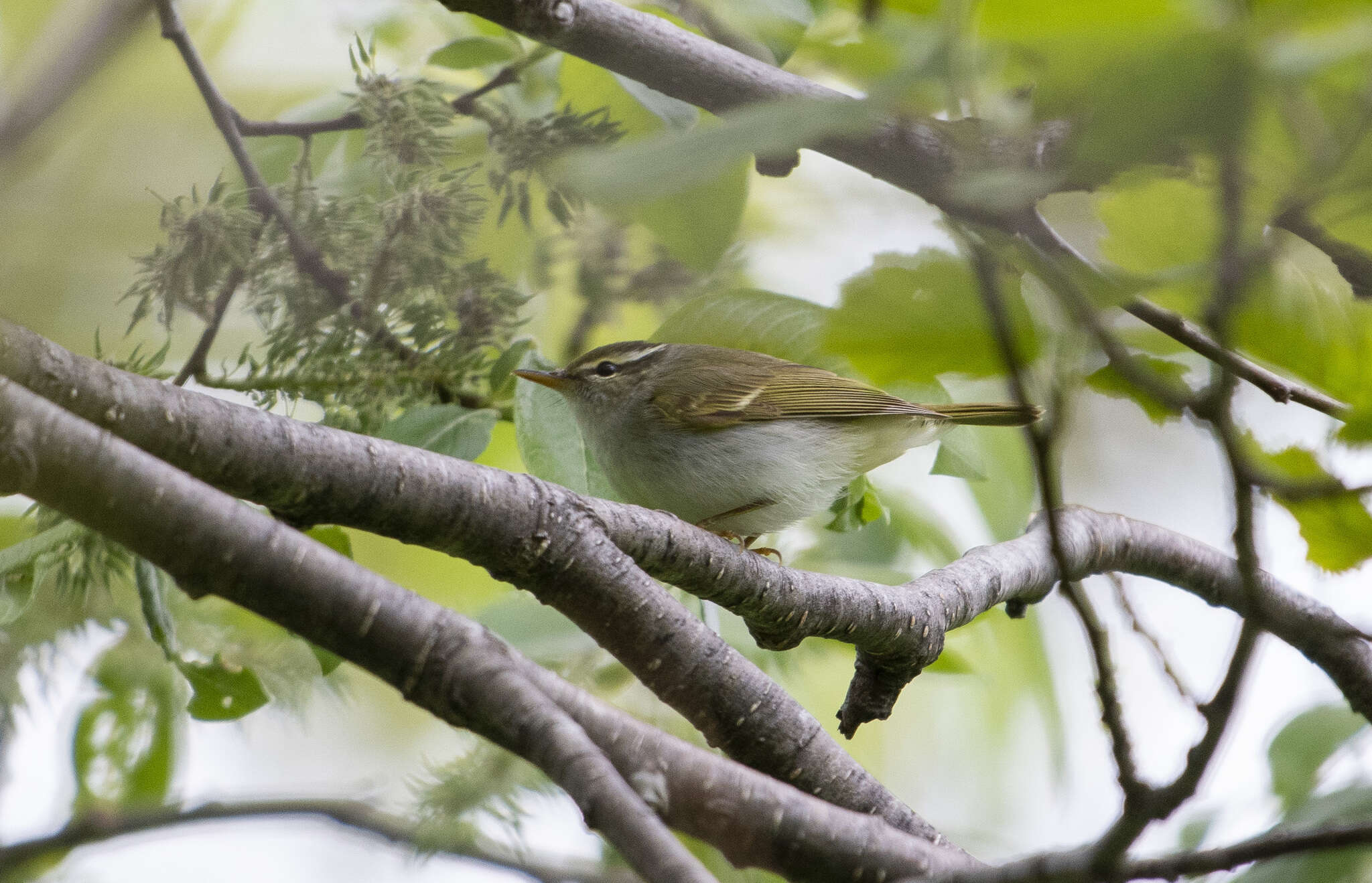 Image of Sakhalin Leaf Warbler