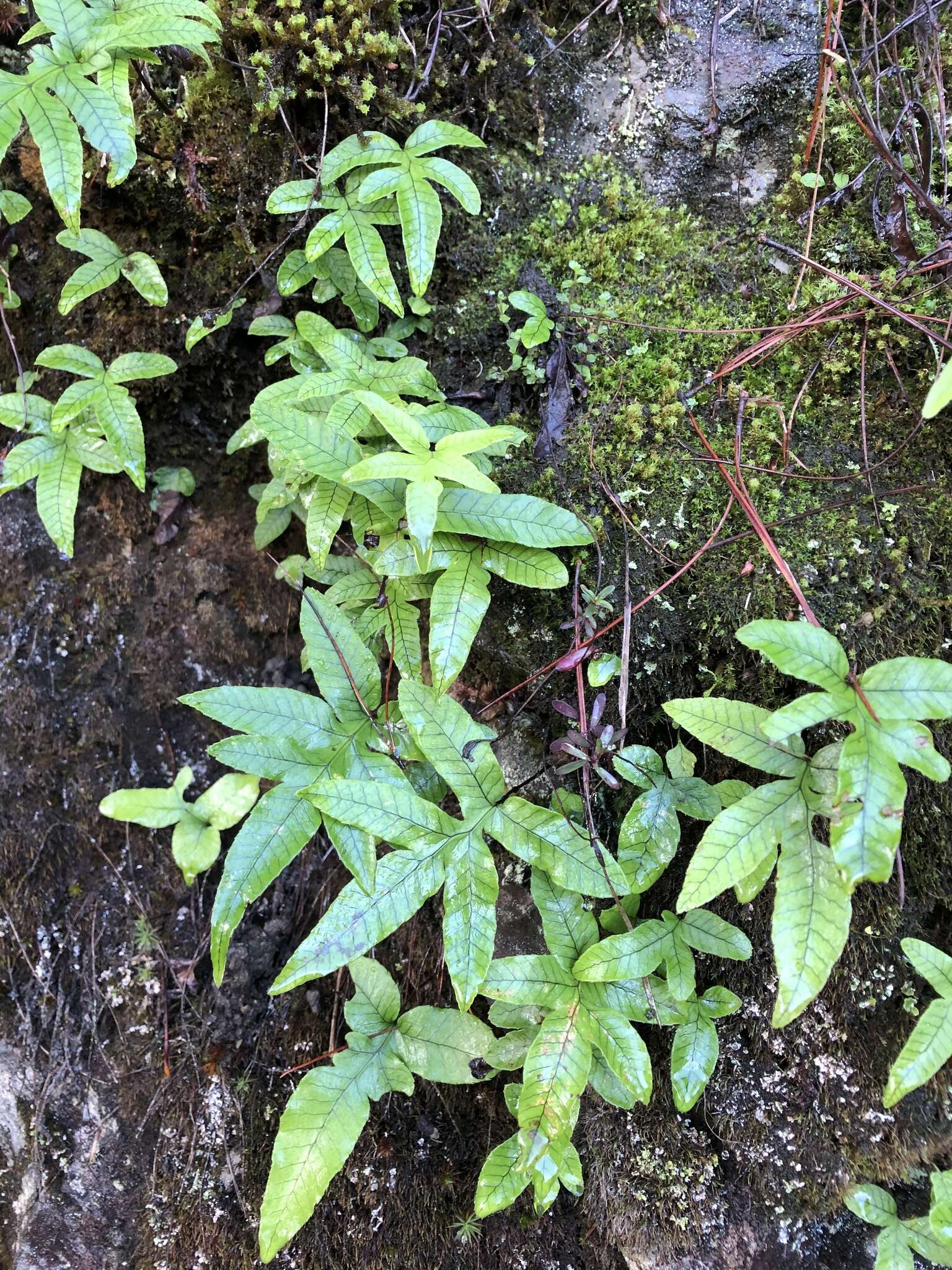 Image of Pichisermollodes quasidivaricata (Hayata) Fraser-Jenk.