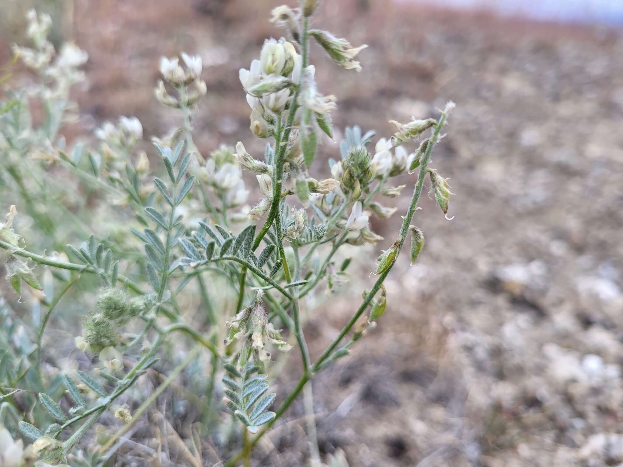 صورة Astragalus caricinus (M. E. Jones) Barneby