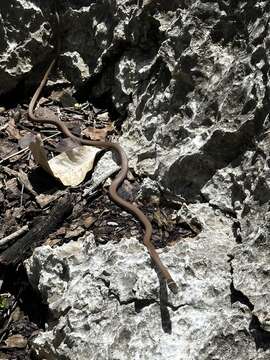 Image of Collared Whip Snake