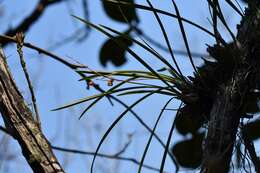 Image of Encyclia bractescens (Lindl.) Hoehne