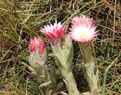 Image of Helichrysum adenocarpum DC.