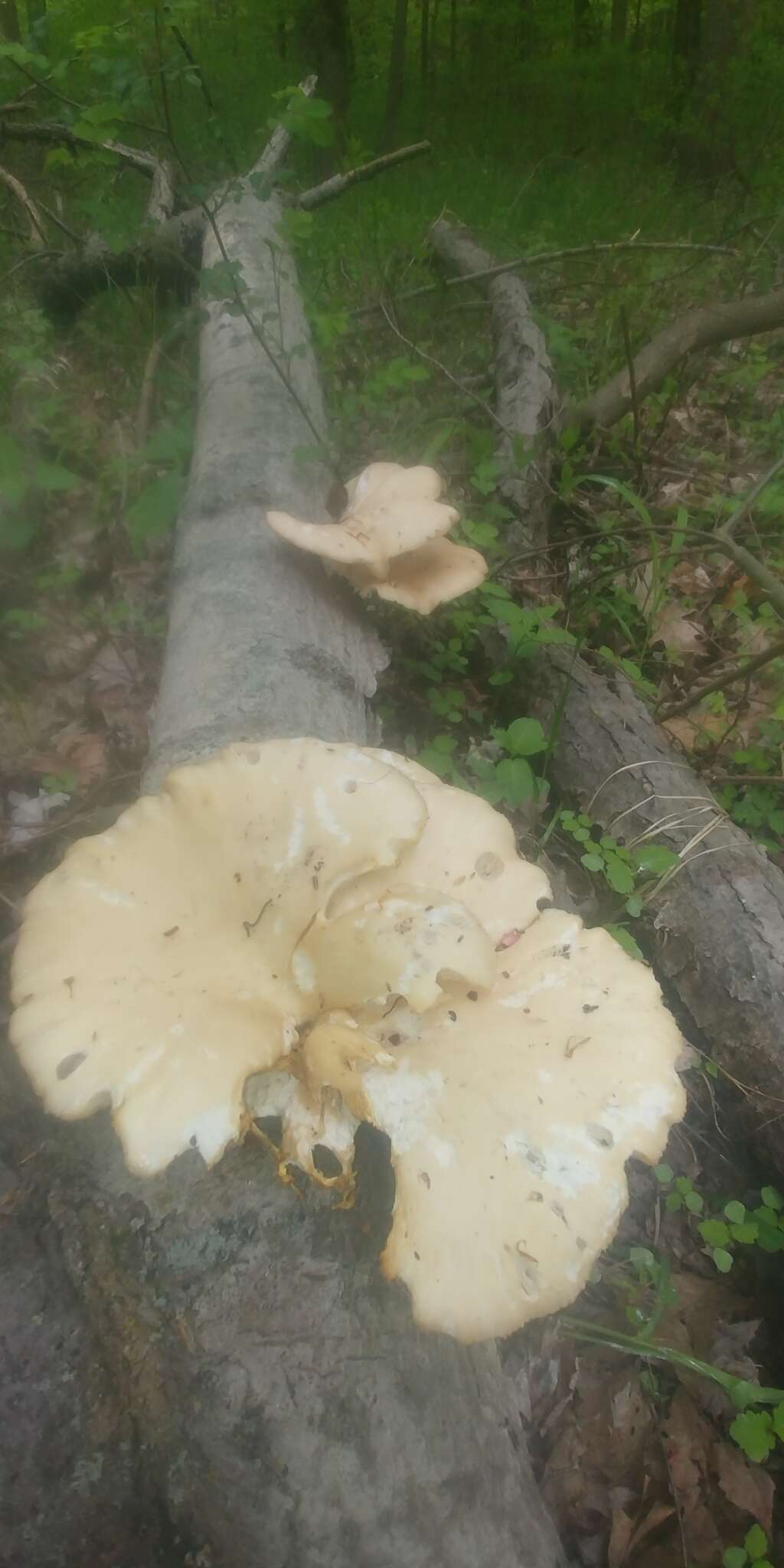 Image of Pleurotus populinus O. Hilber & O. K. Mill. 1993