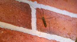 Image of <i>Limonia cinctipes</i>