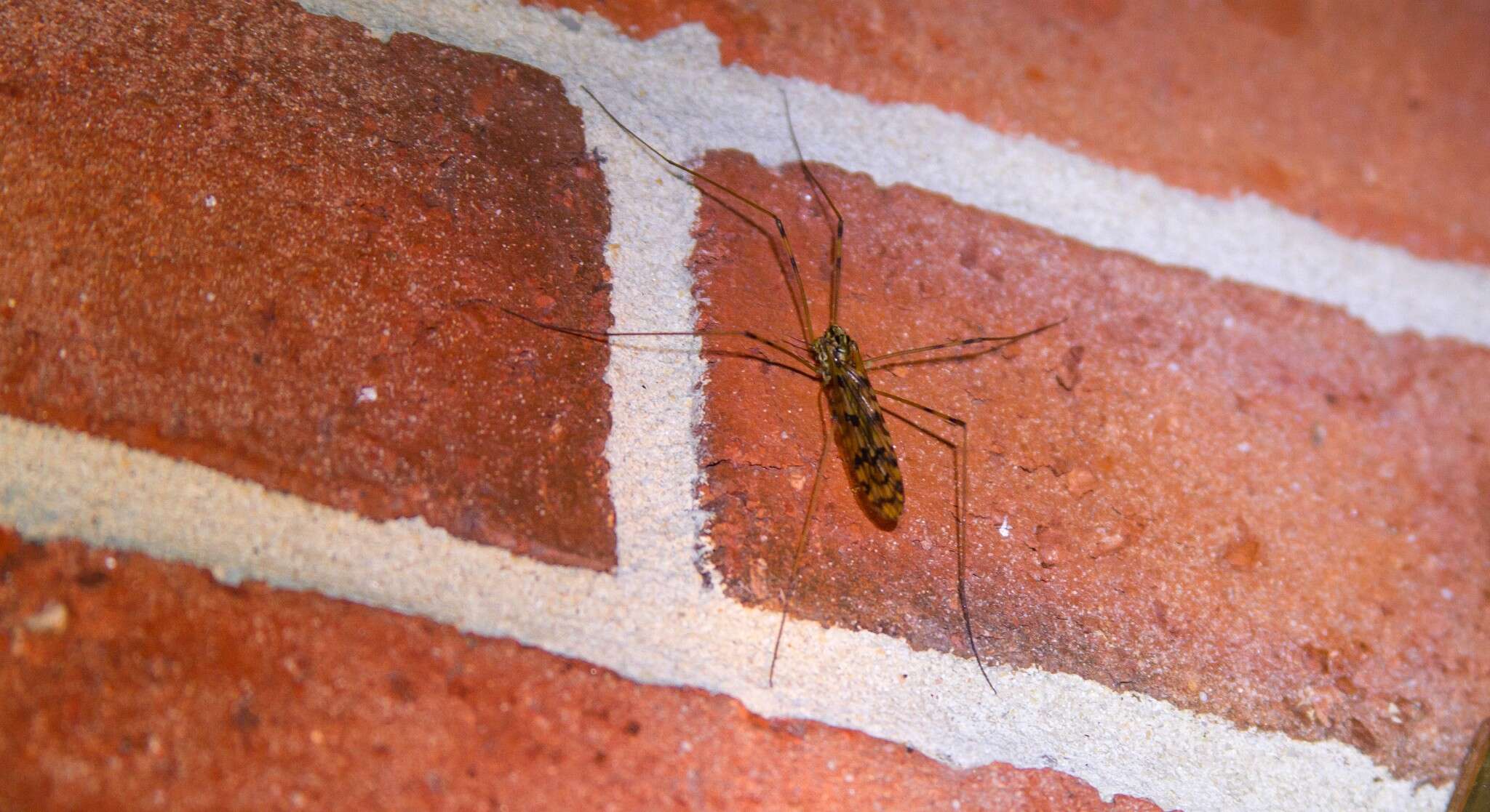 Image of <i>Limonia cinctipes</i>