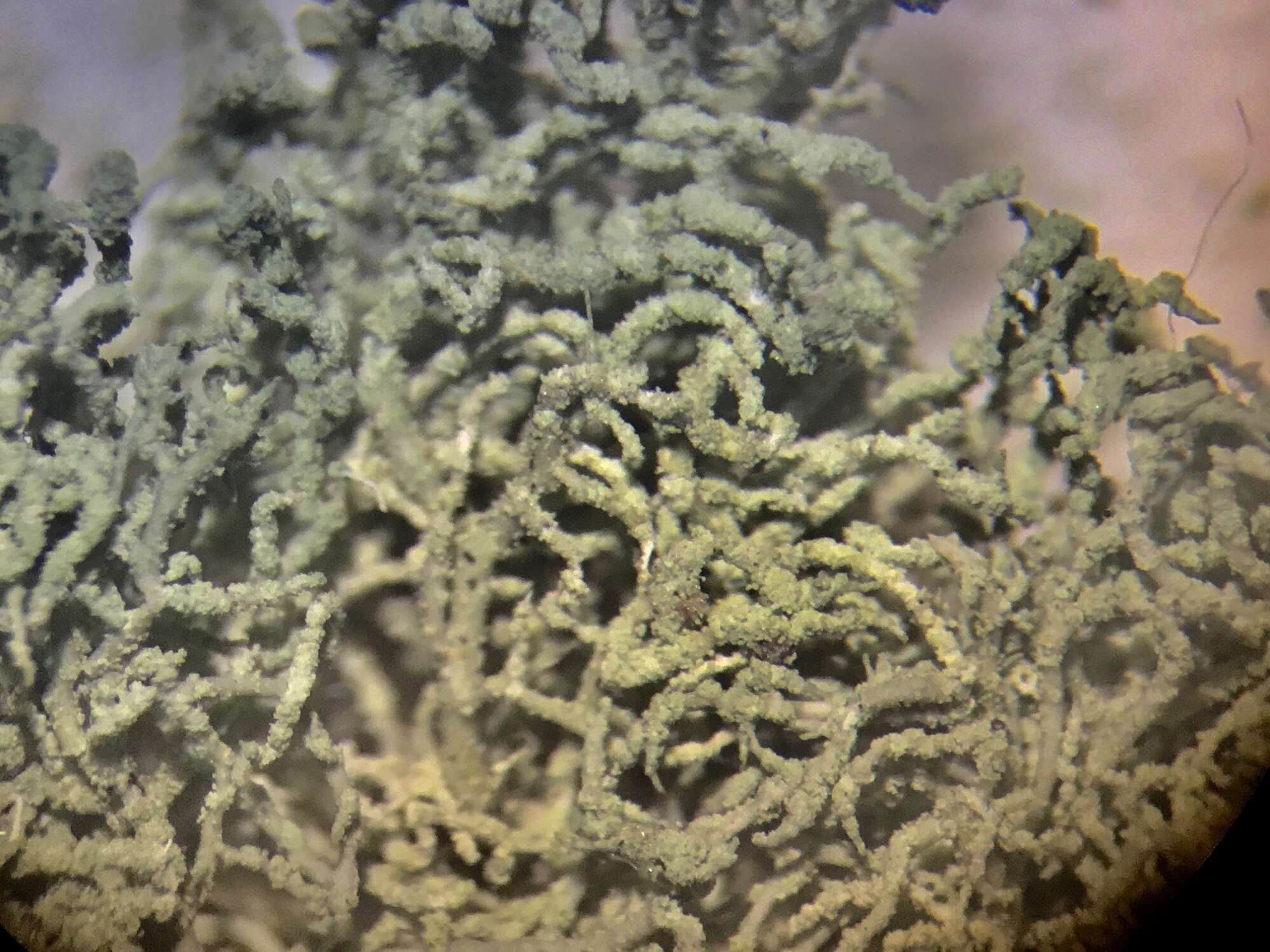 Image of beard lichen