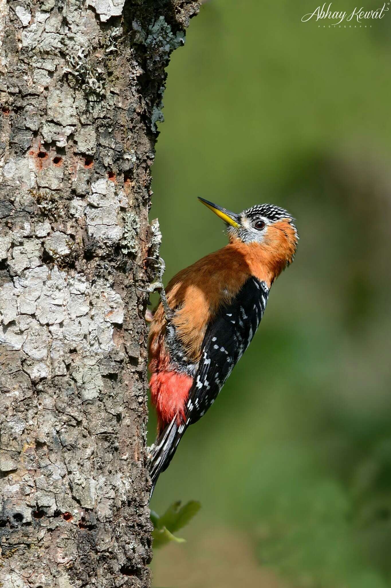 Image of Rufous-bellied Woodpecker