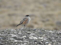 Muscisaxicola capistratus (Burmeister 1860) resmi