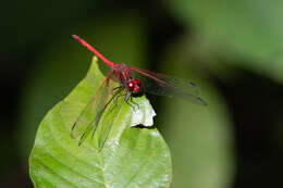 Image of Dythemis rufinervis (Burmeister 1839)