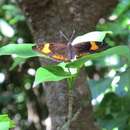 Image of Mariana eight-spot butterfly