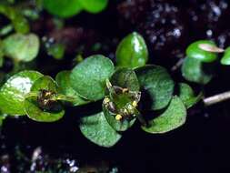 Image of Nertera scapanioides Lange