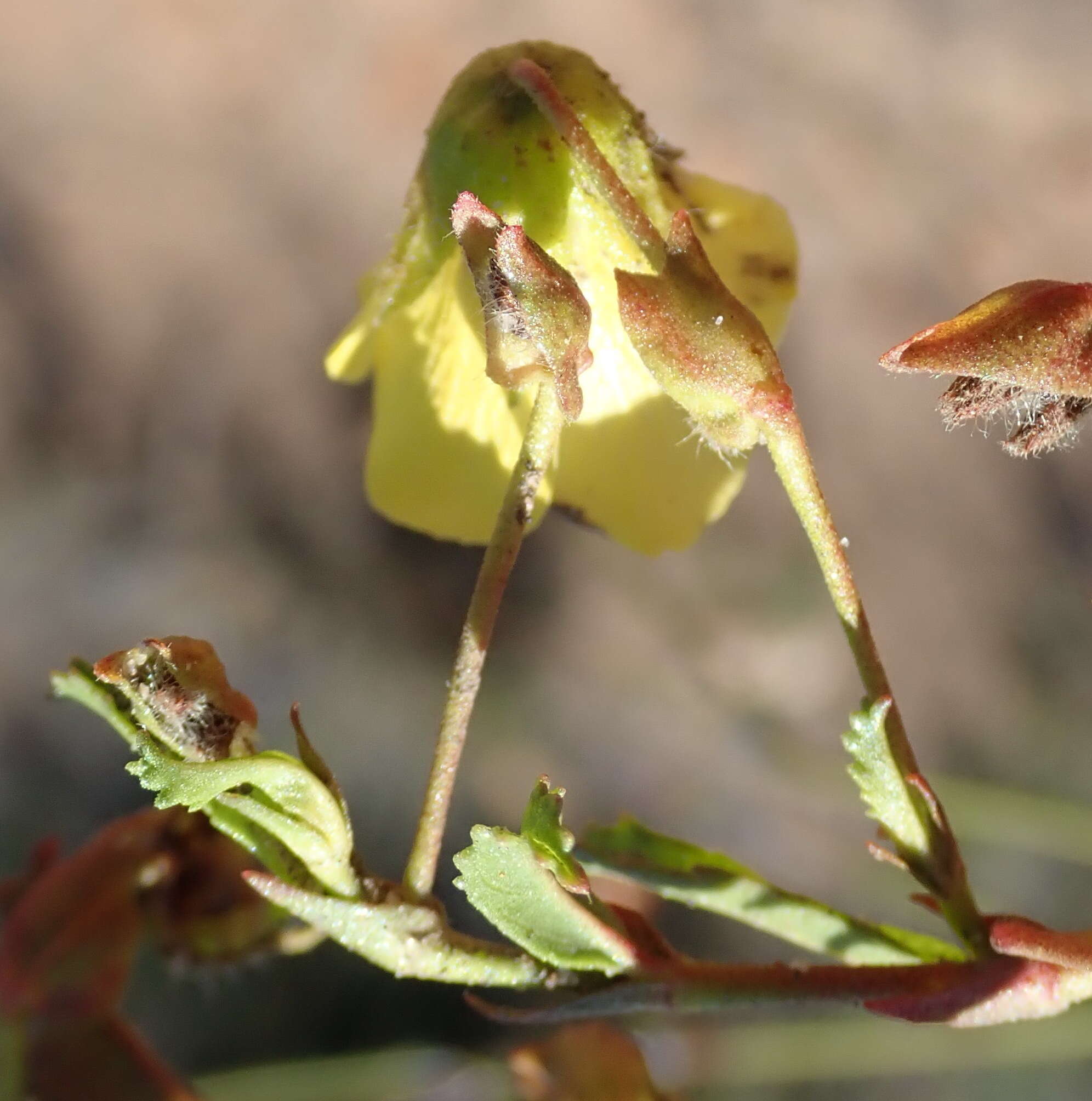 Image de Hermannia saccifera (Turcz.)