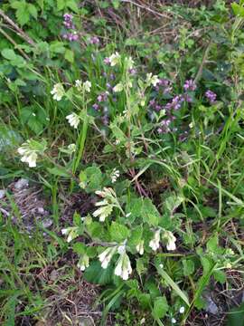 Image of Symphytum grandiflorum DC.