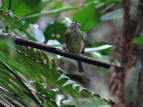 Image of Eye-ringed Tody-Tyrant