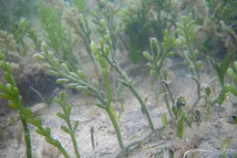 Image of Caulerpa cactoides